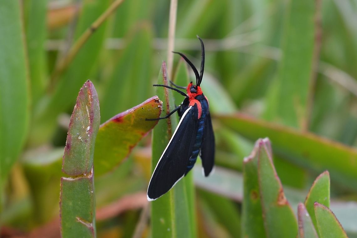 image  Ctenucha rubroscapus,Red-shouldered Ctenucha Moth