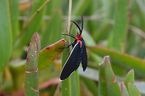 image  Ctenucha rubroscapus,Red-shouldered Ctenucha Moth