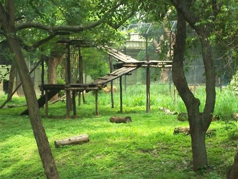 nature love picture taken in zoo  Panthera tigris,Tiger,Zoo