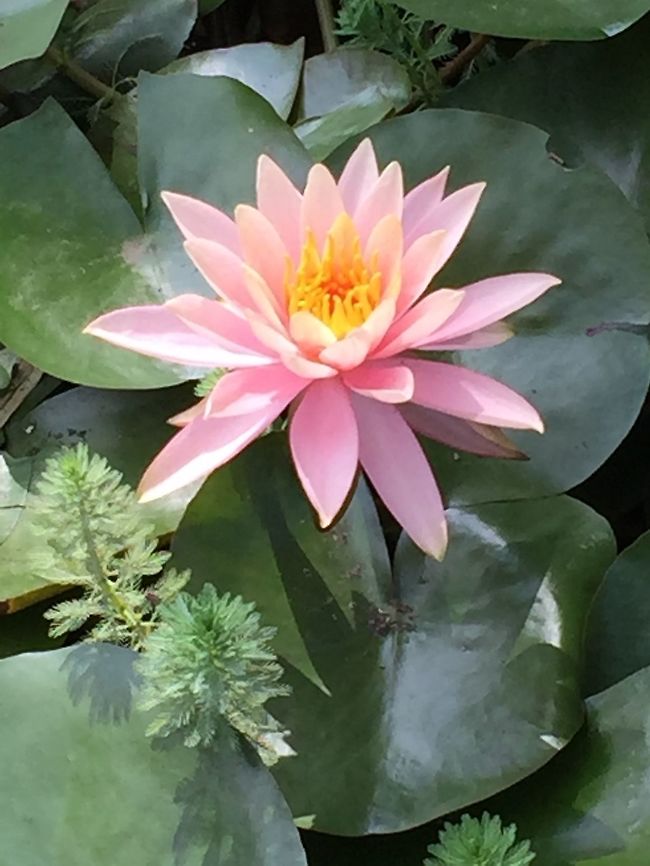 LirioAgua(Water lily) The photo was at the Lancaster Botanic Garden Costa Rica,Geotagged,Spring