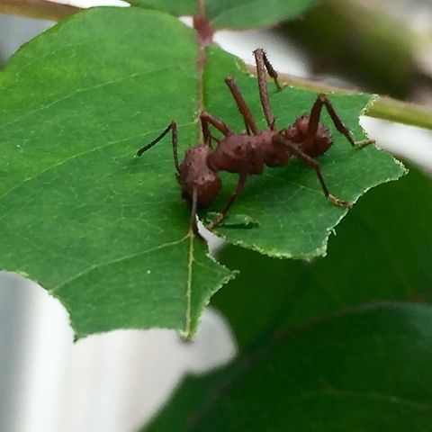 GardenAnt That an ant at my garden that was cutting a leaf of the rosebushes. Acromyrmex octospinosus,Costa Rica,Geotagged,Summer