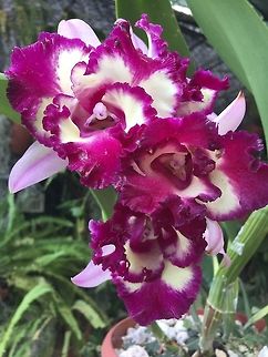 Guaria  Costa Rica,Geotagged,Spring