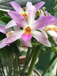 Guaria2  Costa Rica,Geotagged,Spring