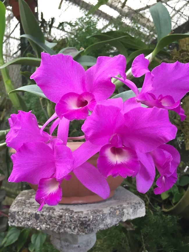 Guaria3  Costa Rica,Geotagged,Spring