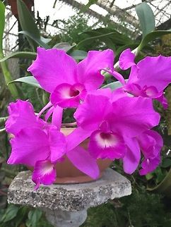 Guaria3  Costa Rica,Geotagged,Spring