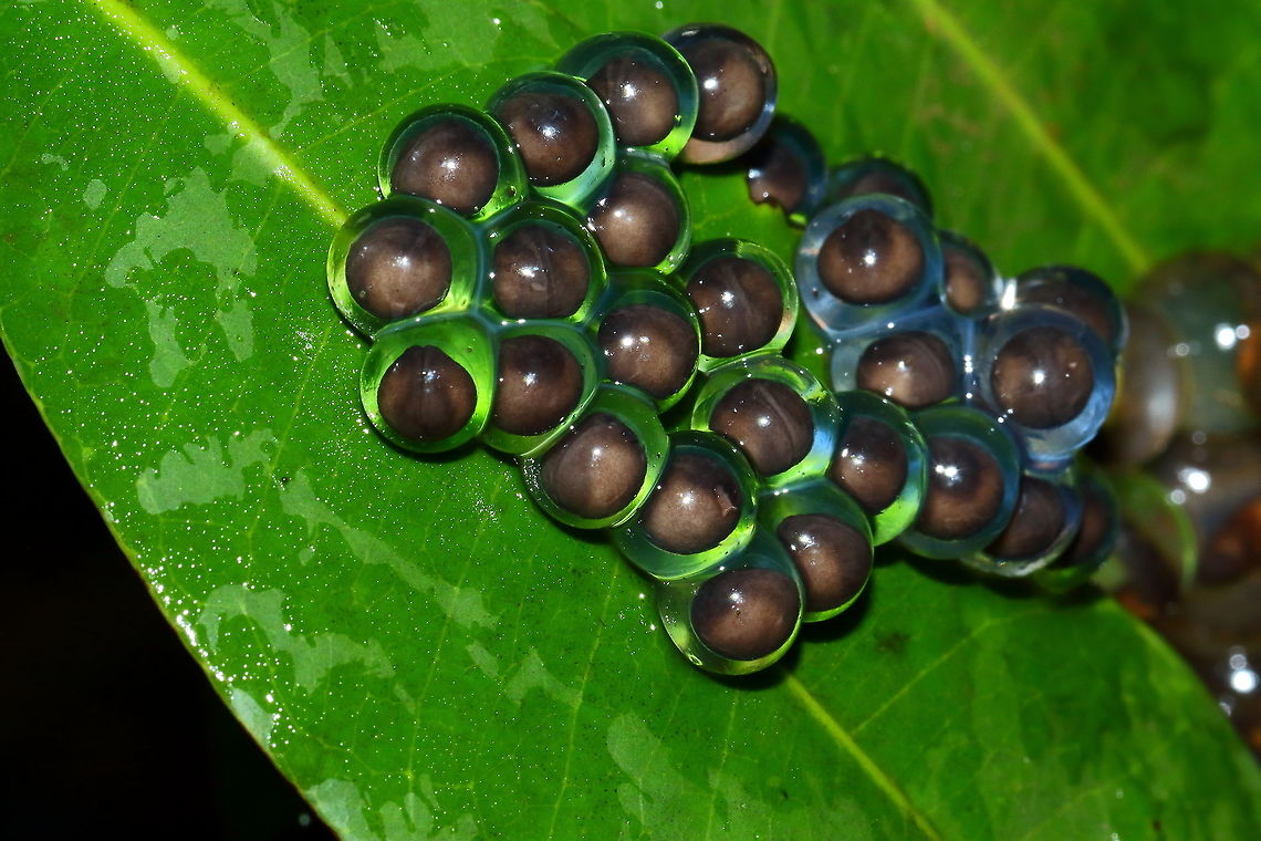 Wrinkled frog eggs with visible evolving tadpoles Wrinkled frog eggs with visible evolving tadpoles! Geotagged,Giant wrinkled frog,India,Nyctibatrachus karnatakaensis,Summer