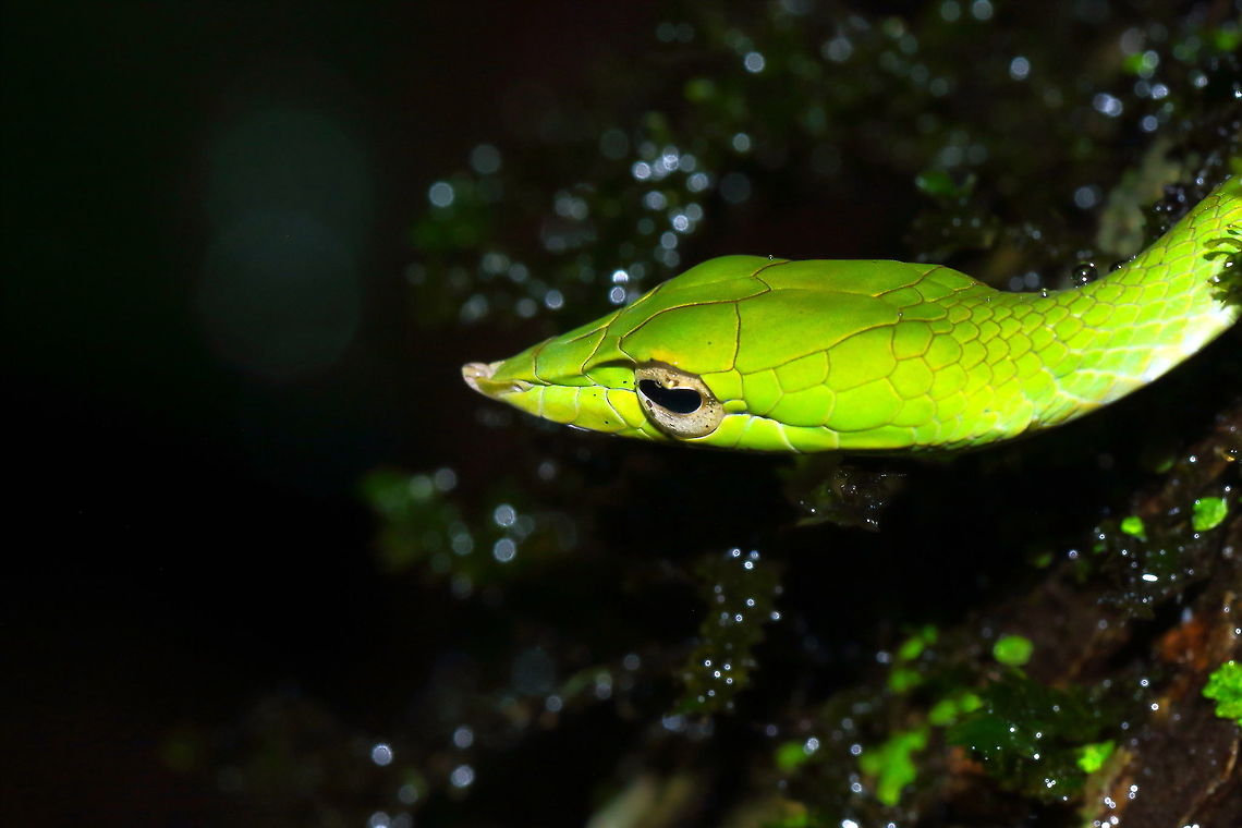Green Vine Snake captured during rain Captured during rains! Ahaetulla nasuta,Geotagged,Green vine snake or Long-nosed whip snake,India,Summer