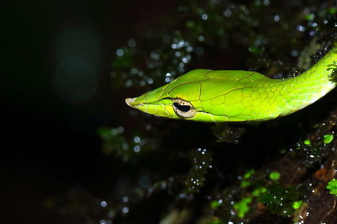Green Vine Snake captured during rain Captured during rains! Ahaetulla nasuta,Geotagged,Green vine snake or Long-nosed whip snake,India,Summer