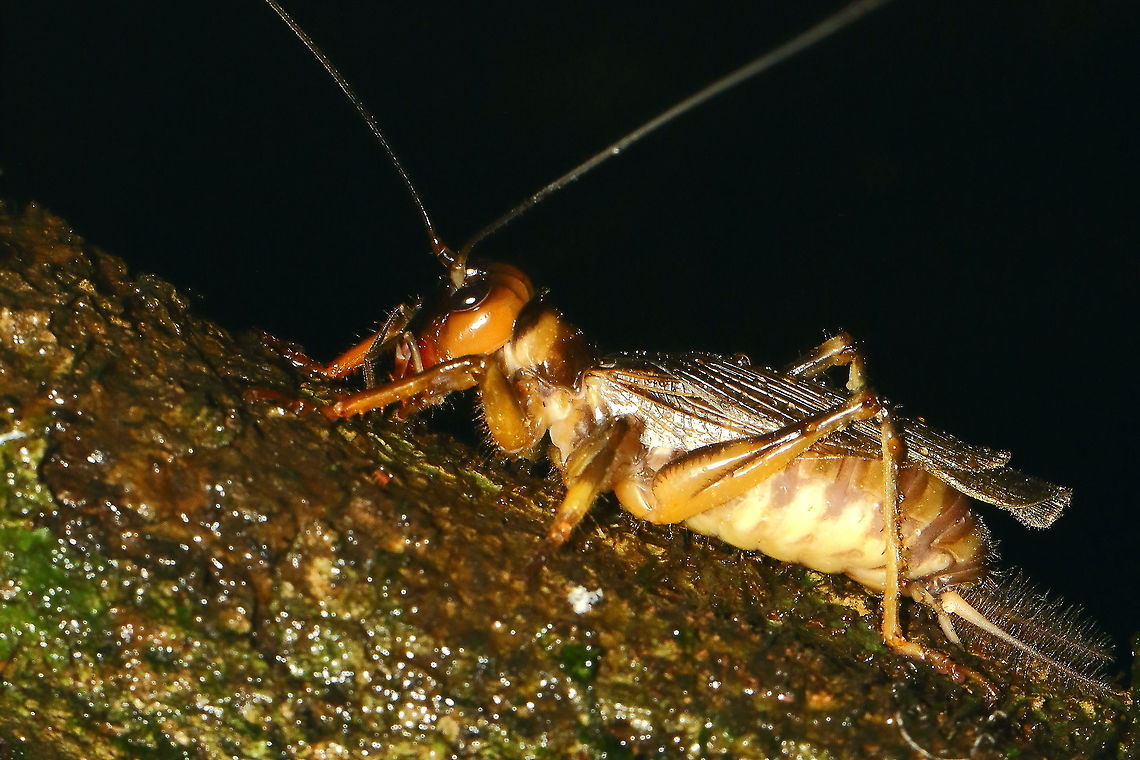 Cricket Image captured in the evergreen forests! Geotagged,India,Summer
