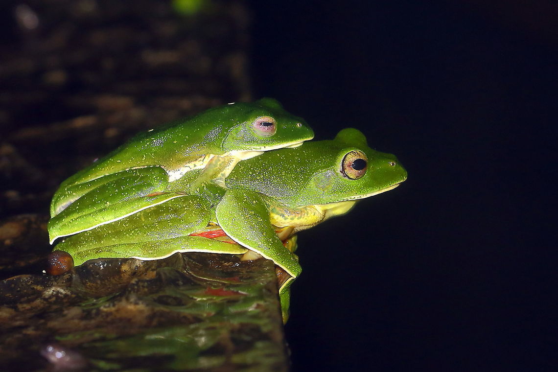 Malabar Gliding Frog! Mating pair captured at midnight, during the mansoon of 2016! Geotagged,India,Malabar gliding frog,Rhacophorus malabaricus,Summer,frog Mating