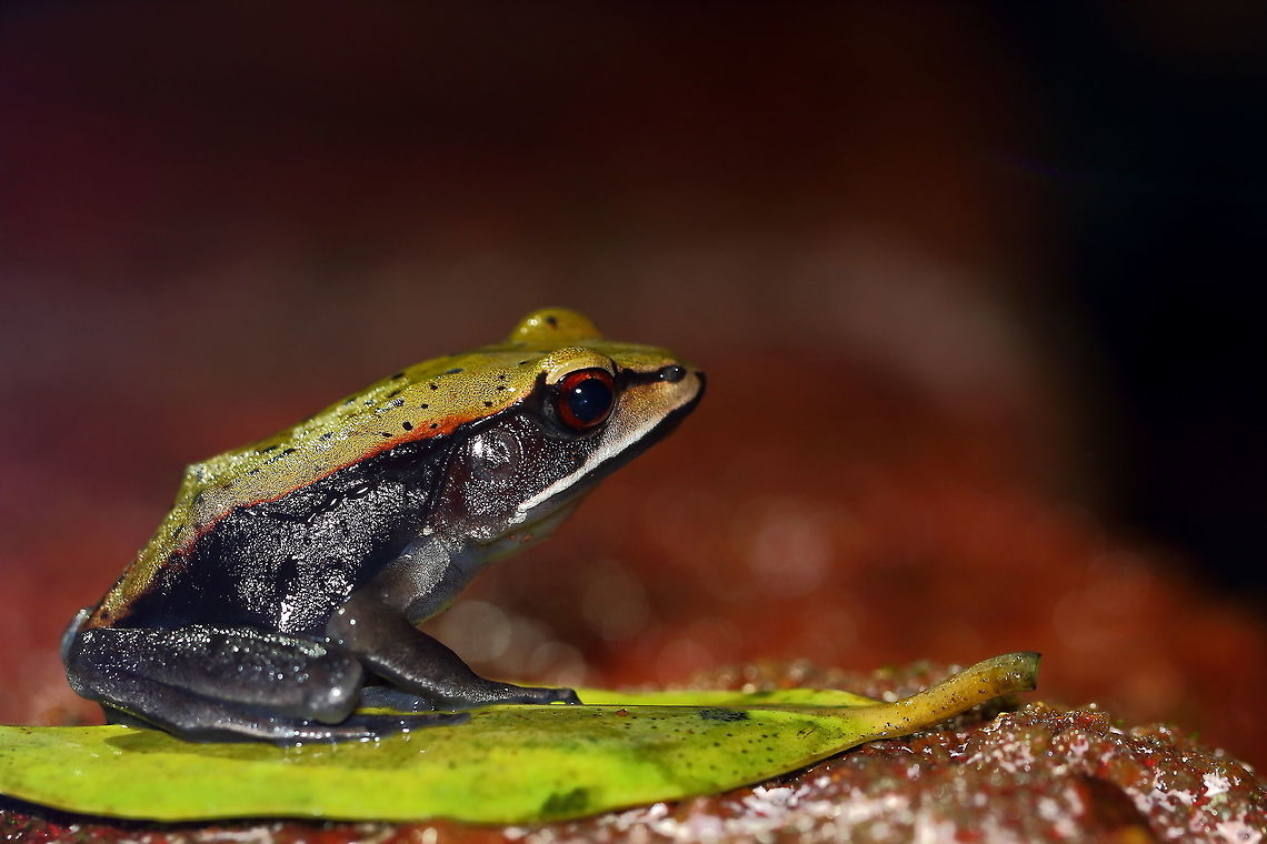 Bi-colored Frog! Image was shot at night! Bicolored frog,Clinotarsus curtipes,Geotagged,India,Summer