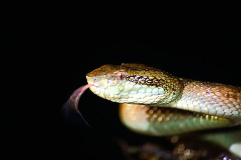 Malabar Pit Viper! A venomous snake! An orange morph. Geotagged,India,Malabar pit viper,Summer,Trimeresurus malabaricus