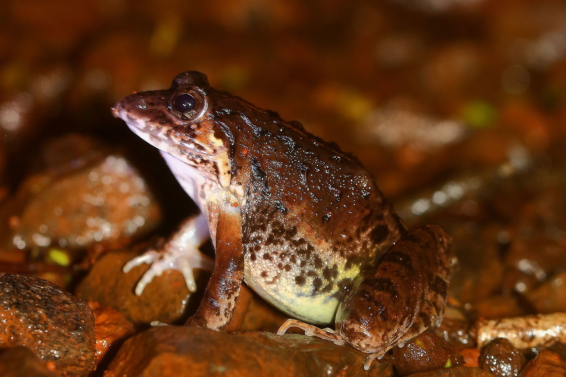 Amboli Toad A species unique to Amboli, India Amboli Tiger Toad,Amboli Toad,Geotagged,India,Xanthophryne tigerina