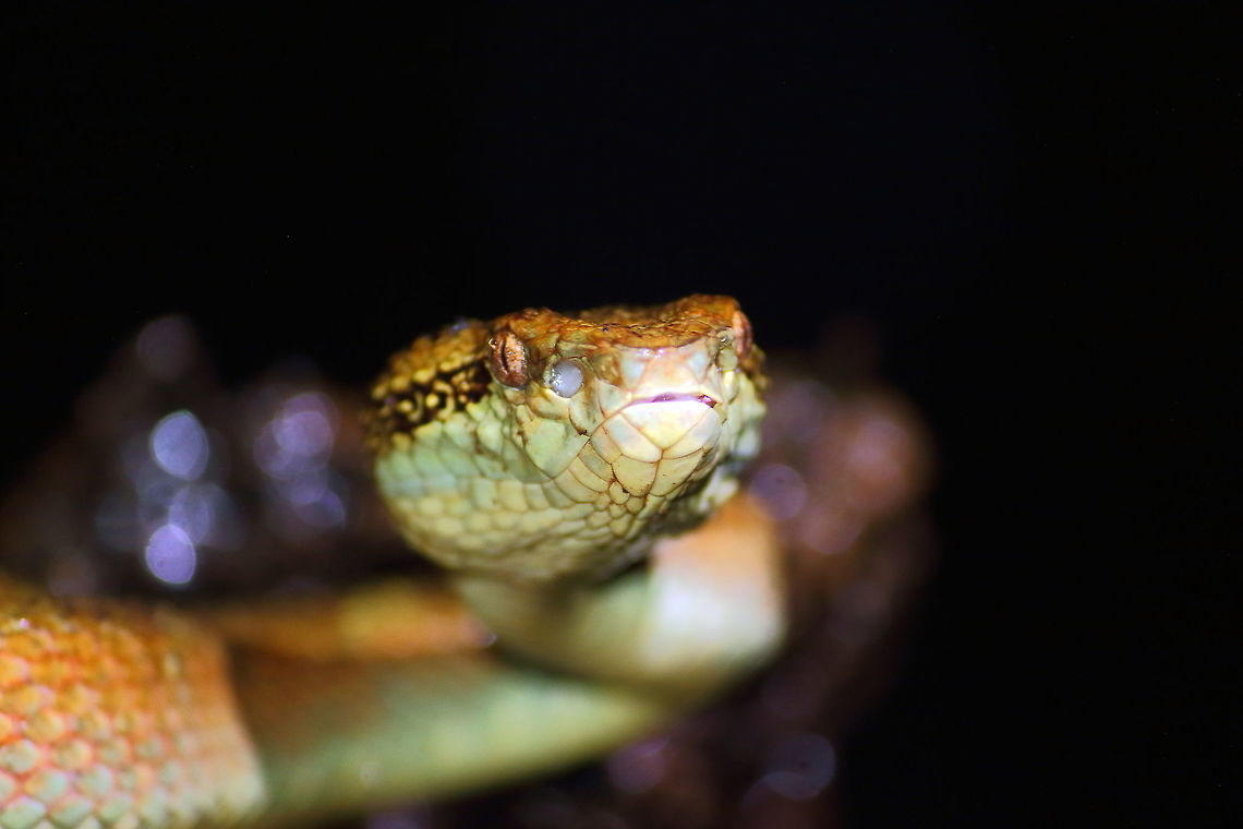 Malabar Pit Viper! An orange morph, photographed at midnight! Geotagged,India,Malabar pit viper,Trimeresurus malabaricus