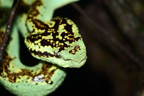 Malabar Pit Viper! A Green Morph! Geotagged,India,Malabar pit viper,Summer,Trimeresurus malabaricus