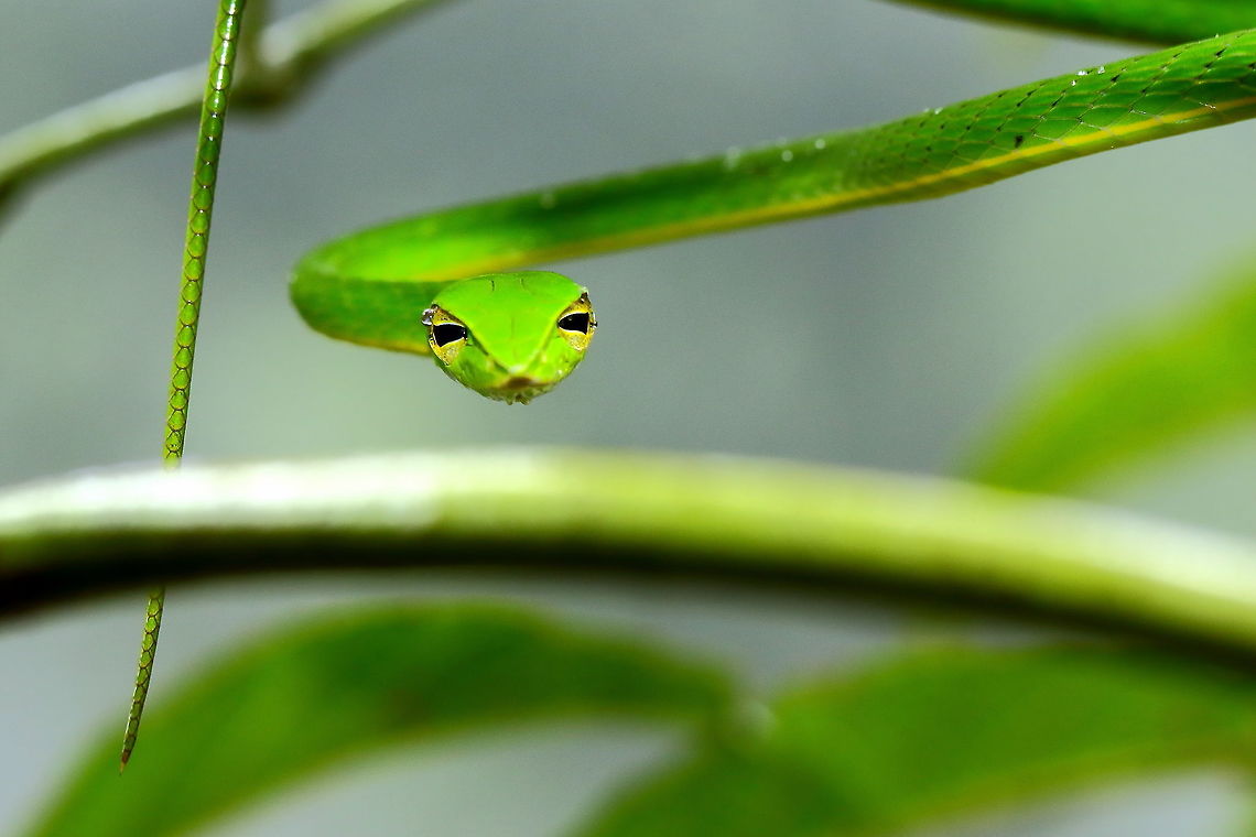 Green Vine Snake!  Ahaetulla nasuta,Geotagged,Green vine snake or Long-nosed whip snake,India,Summer