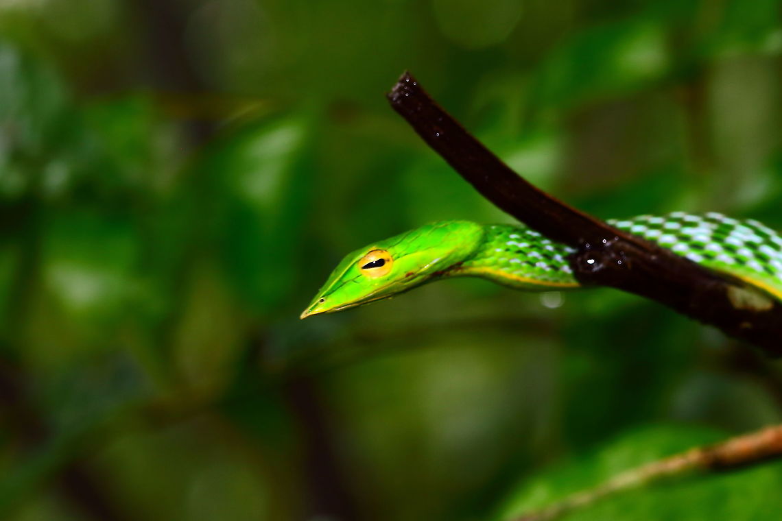 Long-nosed Whip Snake  Ahaetulla nasuta,Geotagged,India,Long-nosed whip snake,Summer