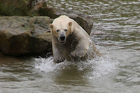 Fishy_in_Sight Yorkshire Wildlife Park, Doncaster, England. UK. One of four polar bears living at YWP. Polar Bear,Ursus maritimus