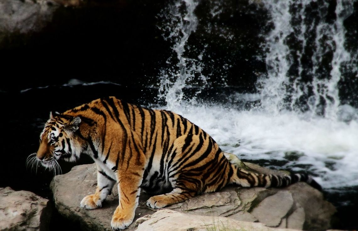 Amur Tiger Yorkshire Wildlife Park, Doncaster, England. UK. Panthera tigris altaica,Siberian tiger