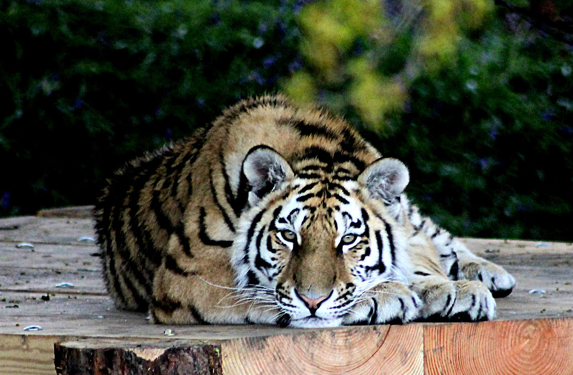 Tiger_tiger_burning_bright  Panthera tigris altaica,Siberian tiger