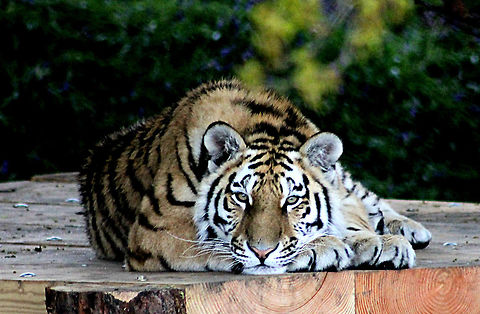 Tiger_tiger_burning_bright  Panthera tigris altaica,Siberian tiger