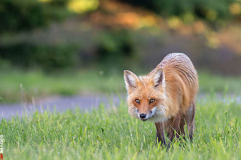 Red Fox on the Hunt  Canada,Geotagged,Red Fox,Spring,Vulpes vulpes