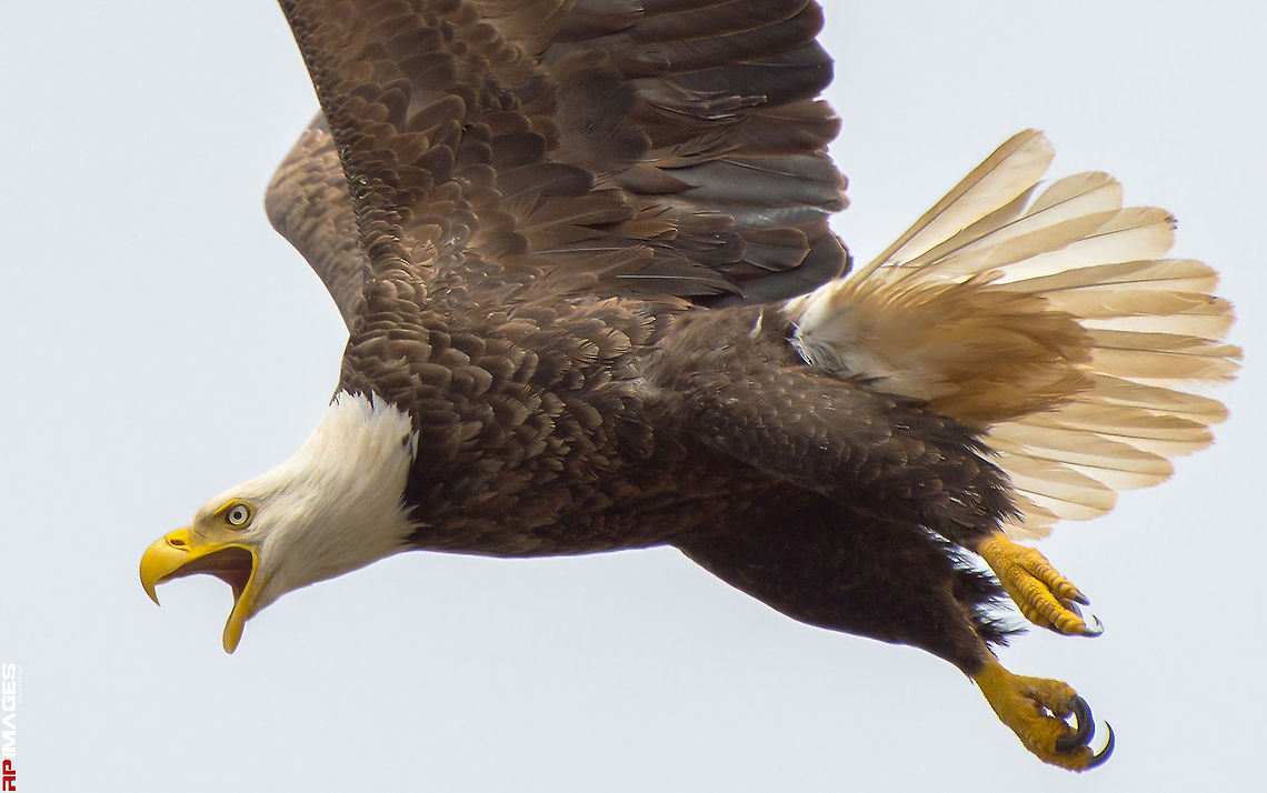 Scream Adult bald eagle in flight while chasing off a osprey from the area of it&#039;s nest. Bald Eagle,Canada,Geotagged,Haliaeetus leucocephalus,Spring