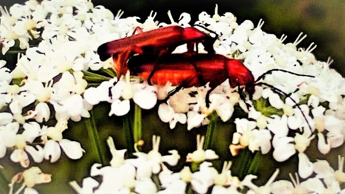 Mating red soldier beetle on white Viburnum. Mating red soldier beetle on white Viburnum. Common red soldier beetle,Geotagged,Rhagonycha fulva,Summer,United Kingdom,Viburnum tinus