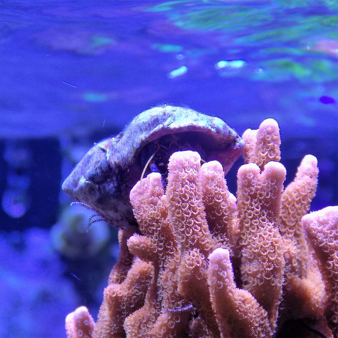 crab Taken at Minnesota zoo with Nikon l330 Caribbean hermit crab,Coenobita clypeatus