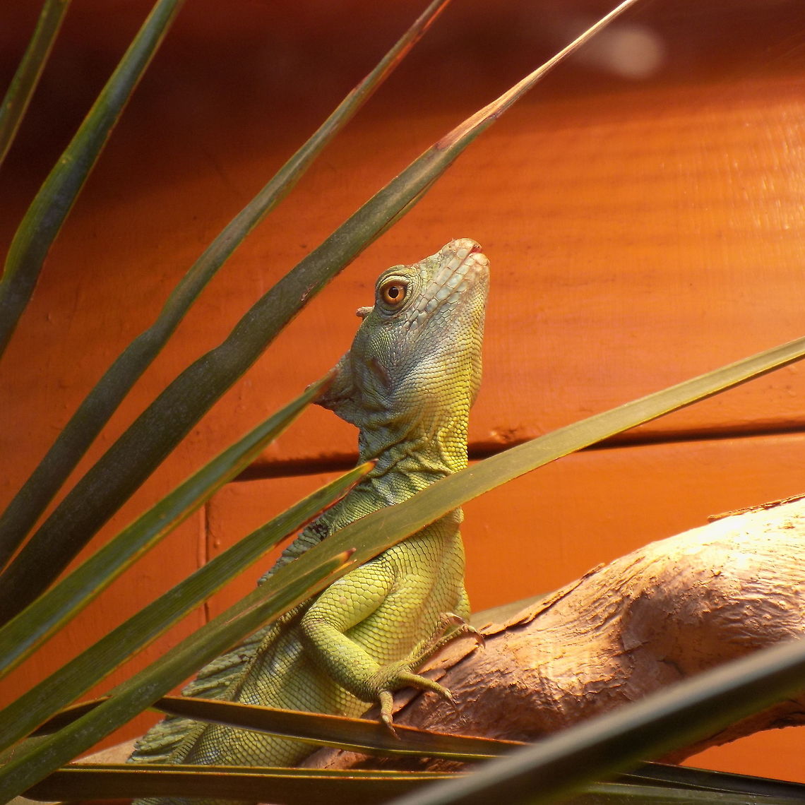 green basilisk lizard  Basiliscus basiliscus,Common Basilisk