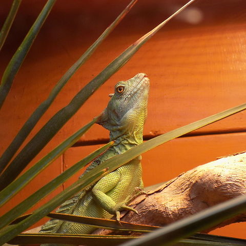green basilisk lizard  Basiliscus basiliscus,Common Basilisk