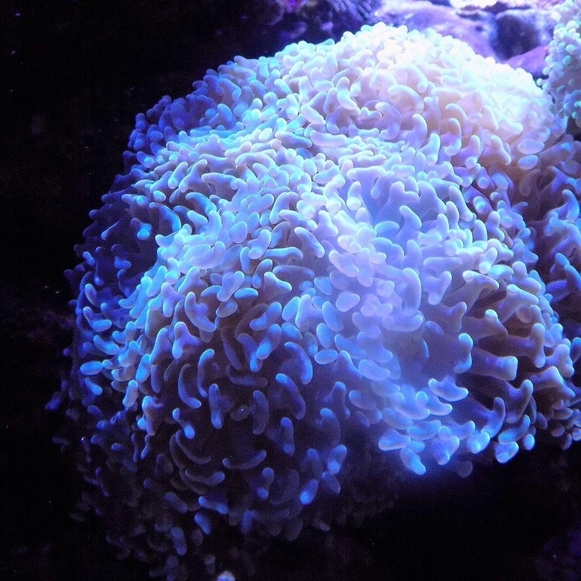 anemone  Euphyllia ancora