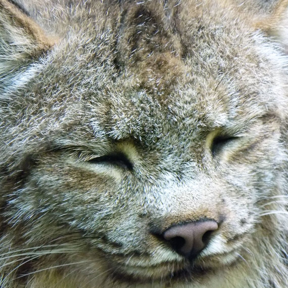 lynx napping