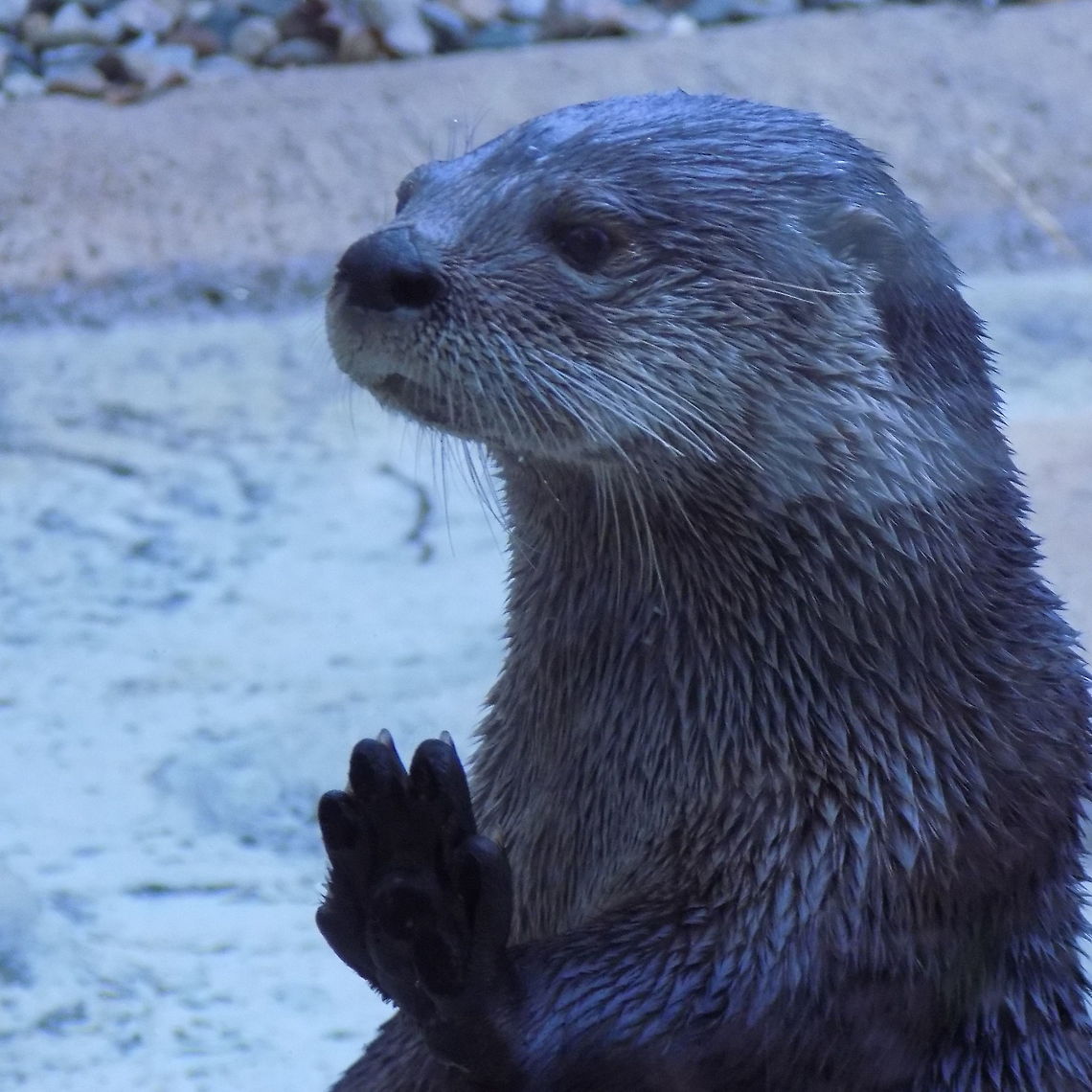 otter  Lontra canadensis,North American river otter