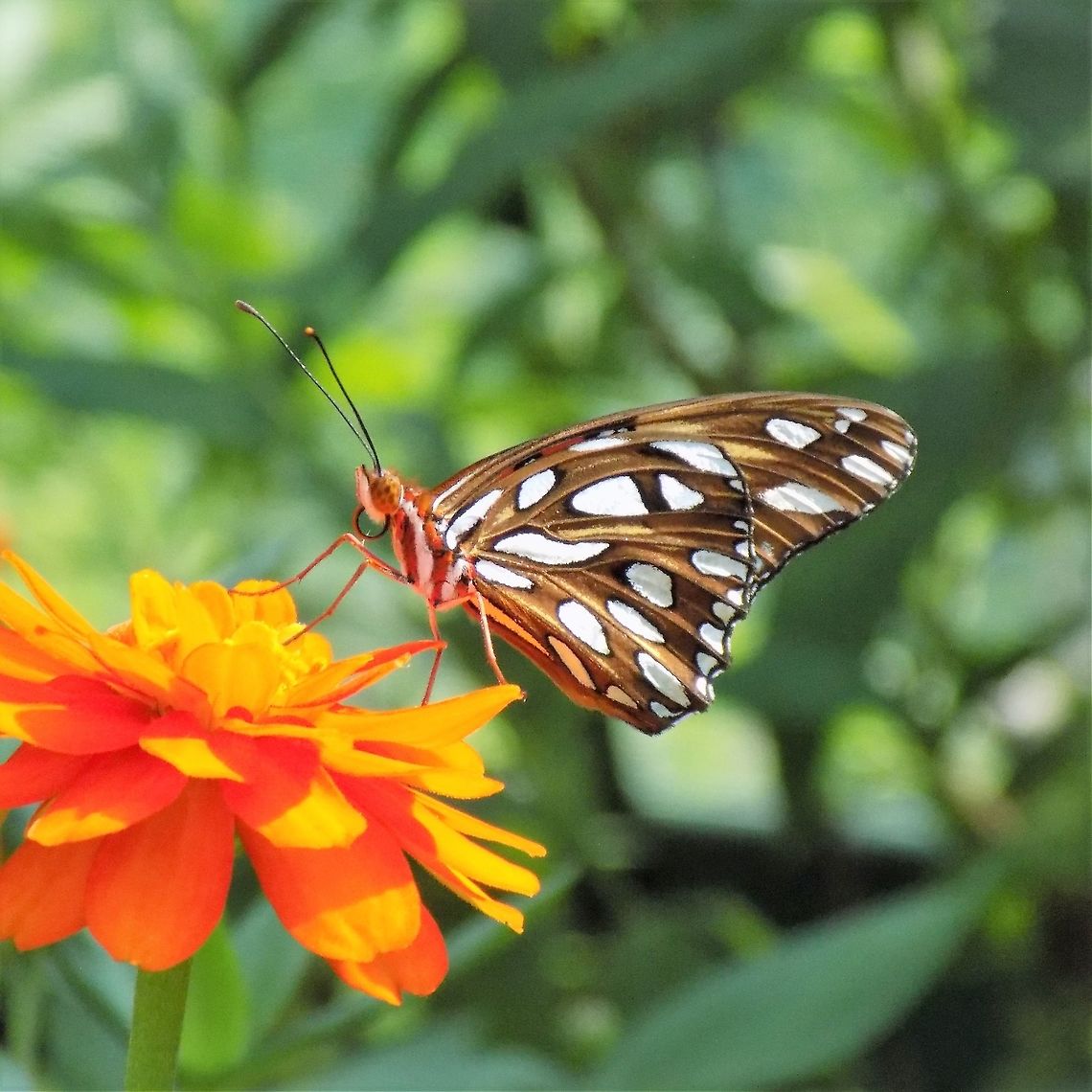 butterfly  Agraulis vanillae,Gulf fritillary
