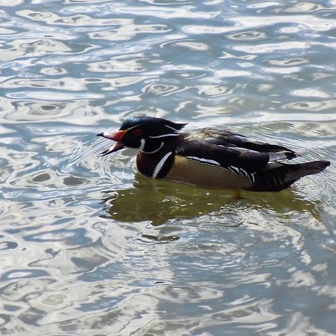 wood duck Taken at the university of Notre Dame Aix sponsa,Wood duck