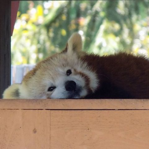 Red Panda  Ailurus fulgens,Red panda