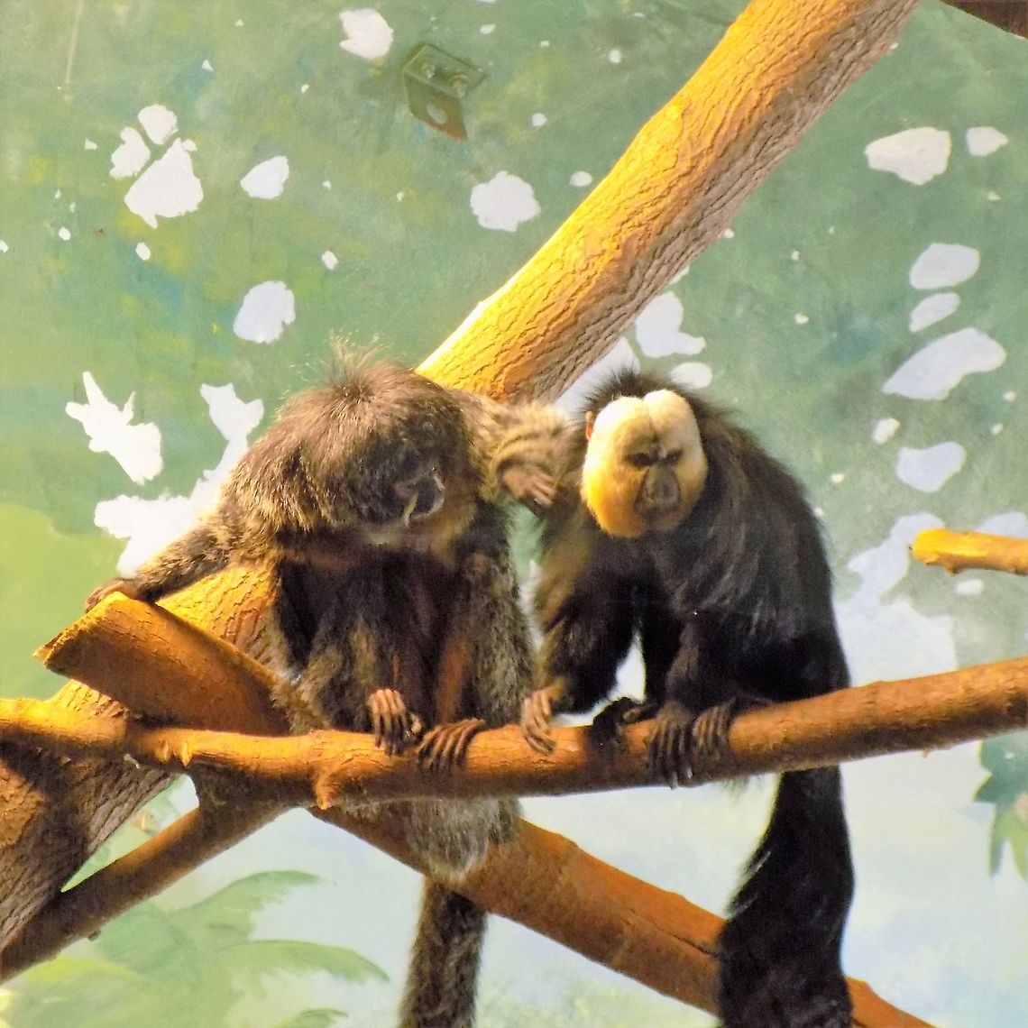 wow look what I found!!!  Pithecia pithecia,White-faced saki,zoo