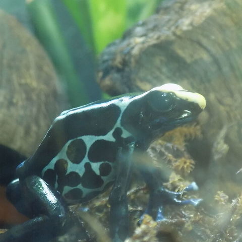 Dyeing Poison Frog  Dendrobates tinctorius