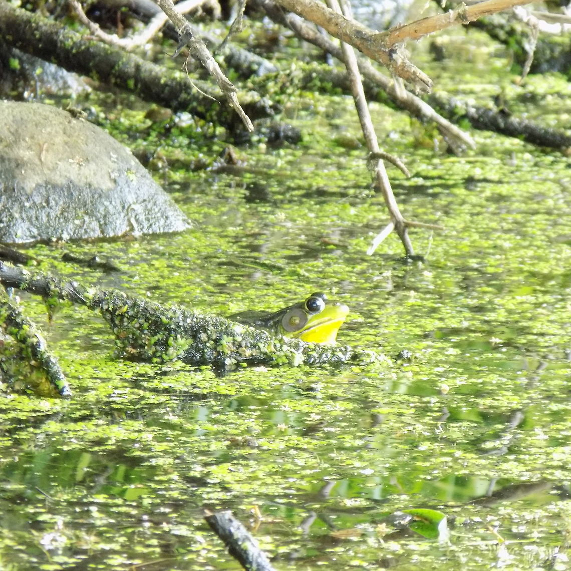 Green Frog  Green Frog,Green frog,Lithobates clamitans,Rana clamitans