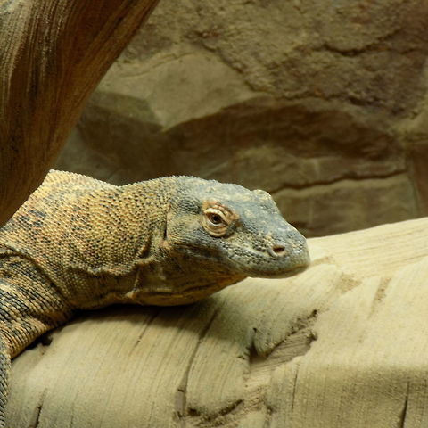 Komodo Dragon  Komodo dragon,Varanus komodoensis