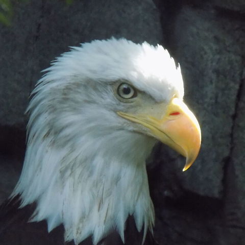Bald eagle  Bald Eagle,Haliaeetus leucocephalus