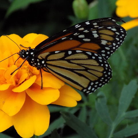 DSCN7569  Danaus plexippus,Monarch butterfly