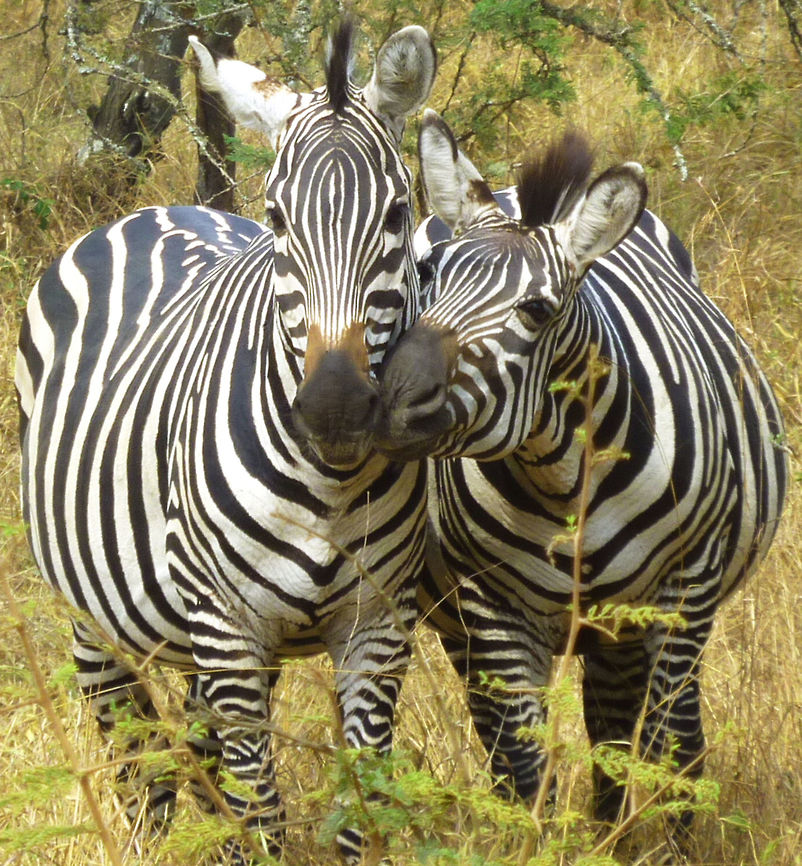 Zebra Kiss One summer afternoon in the plains of Mburo National Park, two zebras stood still. As they grew close to each other, this picture captures their stare for a brief moment before they galloped accross the plains and joined the herd. Burchells zebra,Equus quagga,Equus quagga burchellii,Equus zebra hartmannae,Hartmanns mountain zebra,Plains zebra