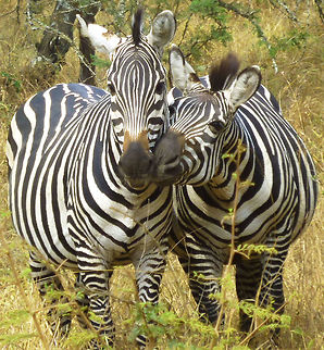Zebra Kiss One summer afternoon in the plains of Mburo National Park, two zebras stood still. As they grew close to each other, this picture captures their stare for a brief moment before they galloped accross the plains and joined the herd. Burchells zebra,Equus quagga,Equus quagga burchellii,Equus zebra hartmannae,Hartmanns mountain zebra,Plains zebra