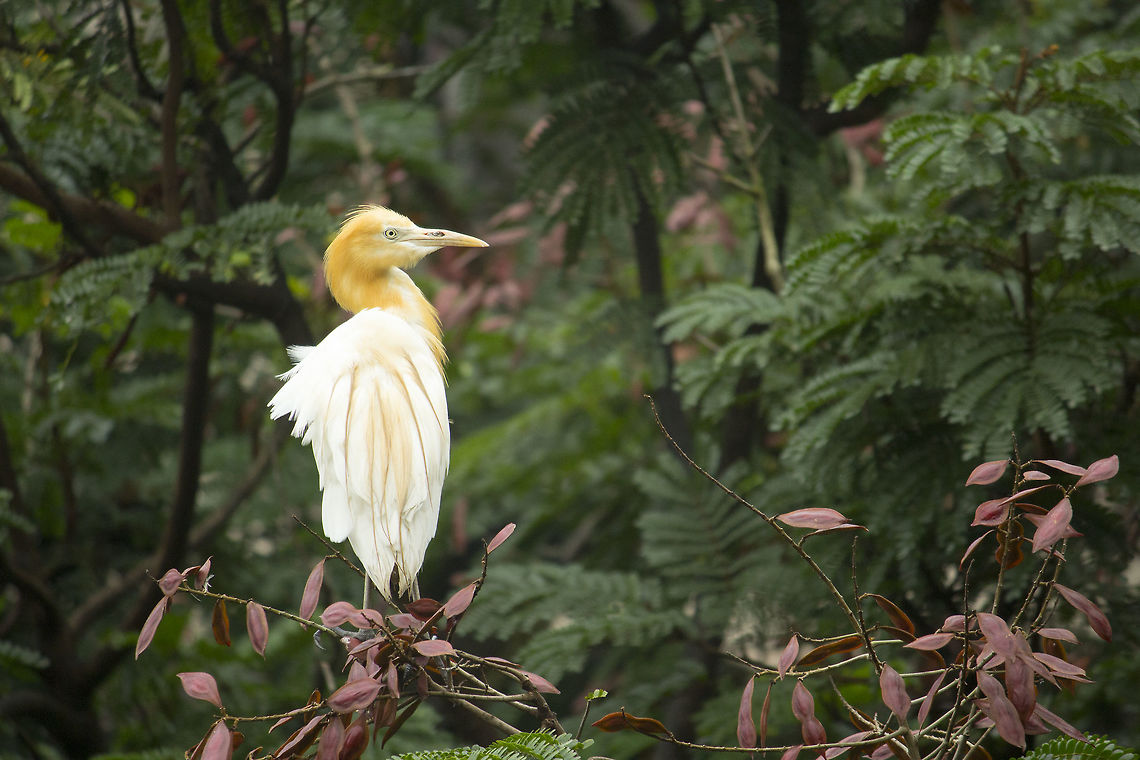 Cattle Egret Cattle Egret!<br />
They are mainly living near marshy lands, ponds, lakes, riverside.<br />
They Build their nest near colonies of well established Heron or Egrets. Birds Wildlife,Bubulcus ibis,Cattle Egret,Cattle egret,Geotagged,India,Summer,nature