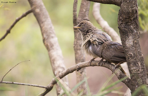 Jungle babbler A couple Jungle Babbler romancing. Geotagged,India,Jungle Babbler,Spring,Turdoides striata,bird,birdsofindia,love