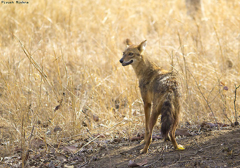 indian jackal An Indian Jackal Captured in Pench tiger reserve, Madhya Pradesh, India
He was busy watching fawn and spotted deer for kill Canis aureus indicus,Geotagged,India,Indian jackal,Spring,jackal,wild,wildlife