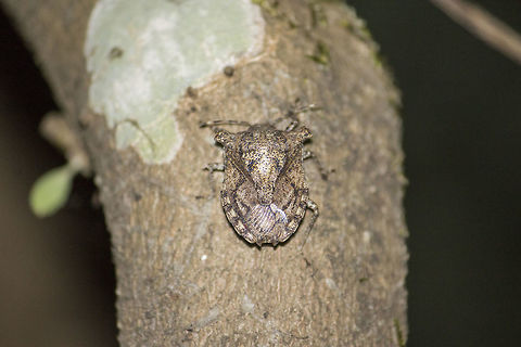 Man-face bug A man faced bug
This schould be a Placosternum sp. (Family Pentatomidae) Fall,Geotagged,Heteroptera,India,Pentatomidae,Placosternum,insect,nature,wildlife
