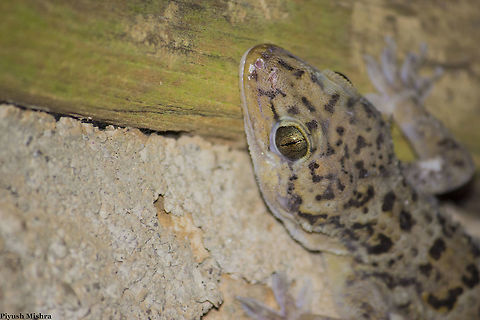 Gecko Gecko, A type of lizard found in warm climate everywhere around the world..
I clicked this lizard in Rajmachi ghat, India during night trail. Fall,Geotagged,Hemidactylus leschenaultii,India,Leschenaults leaf-toed gecko,Lizard,Reptiles,eyeline,gecko,nature,wildlife